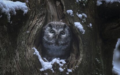 ΤΟ ΤΡΑΓΟΥΔΙ ΤΟΥ ΔΑΣΟΥΣ