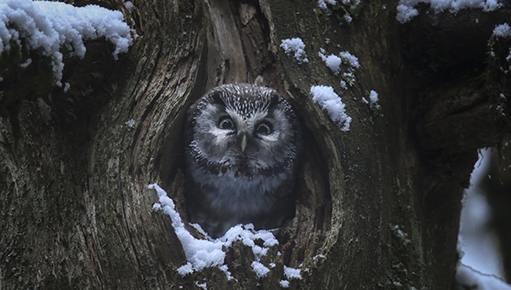 ΤΟ ΤΡΑΓΟΥΔΙ ΤΟΥ ΔΑΣΟΥΣ