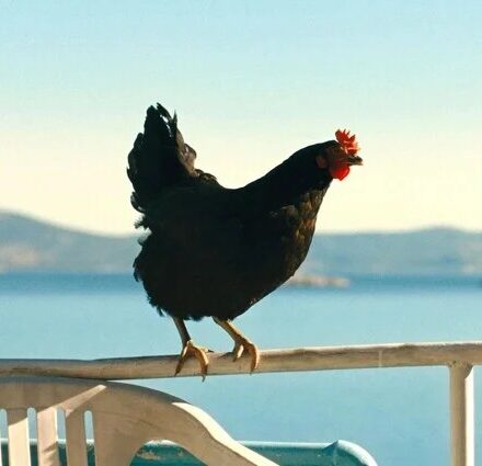 Κότα